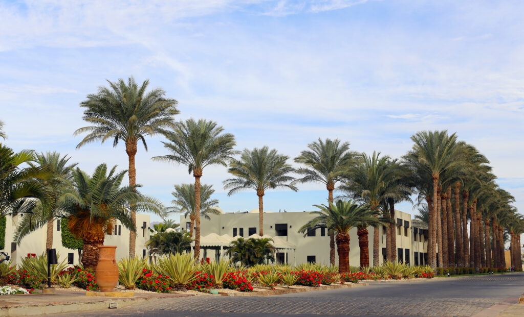 Green Grass During Summer Heat