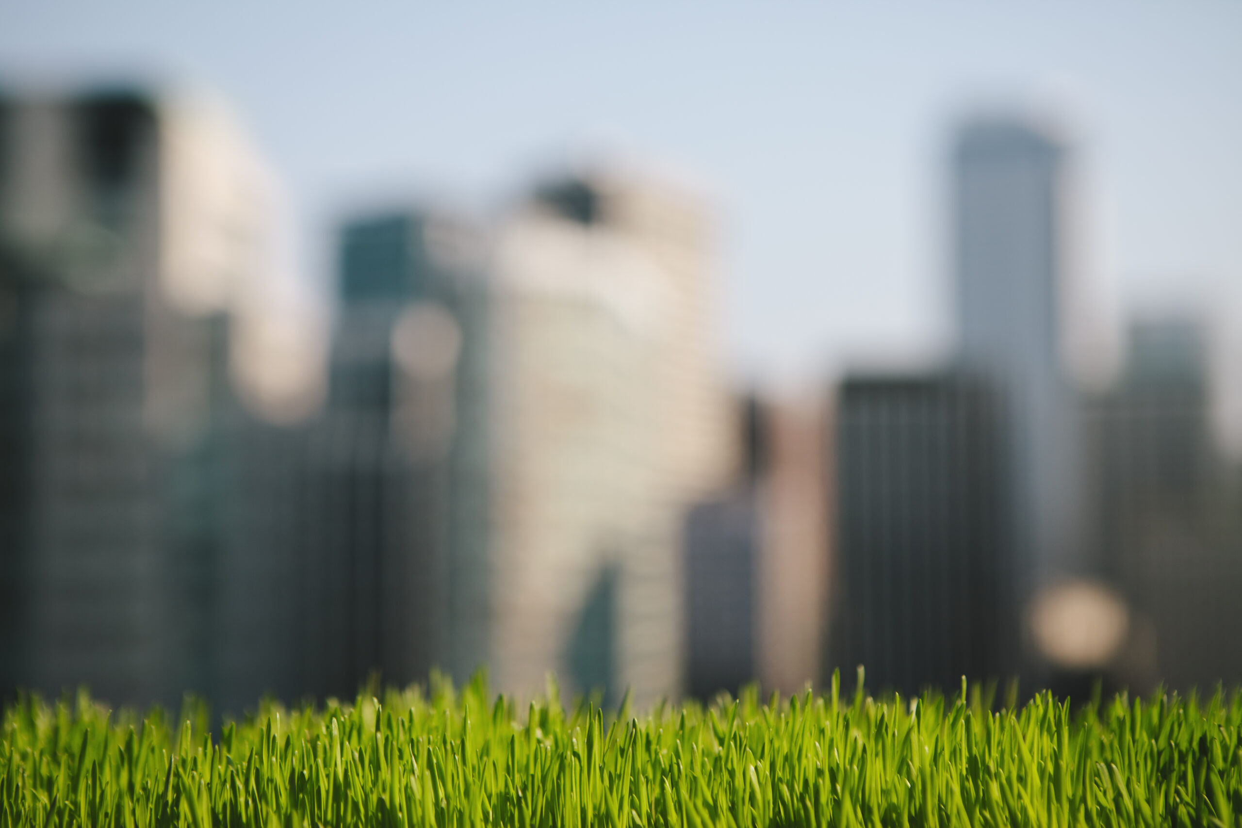 Tips For Maintaining Green Grass During Summer Heat