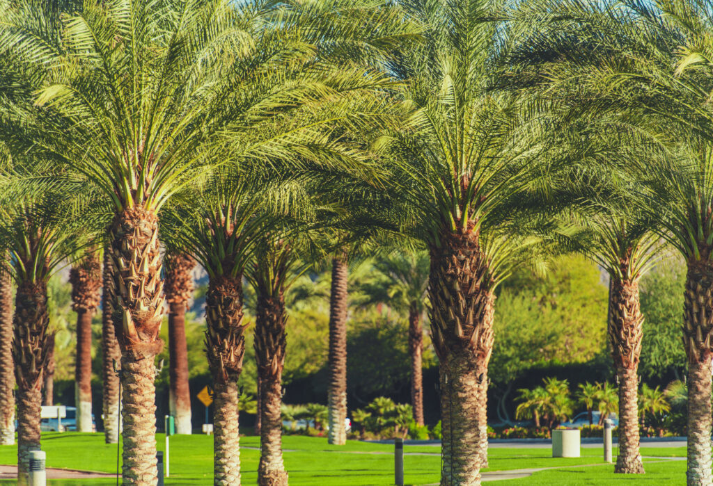 Greener Lawn in Phoenix