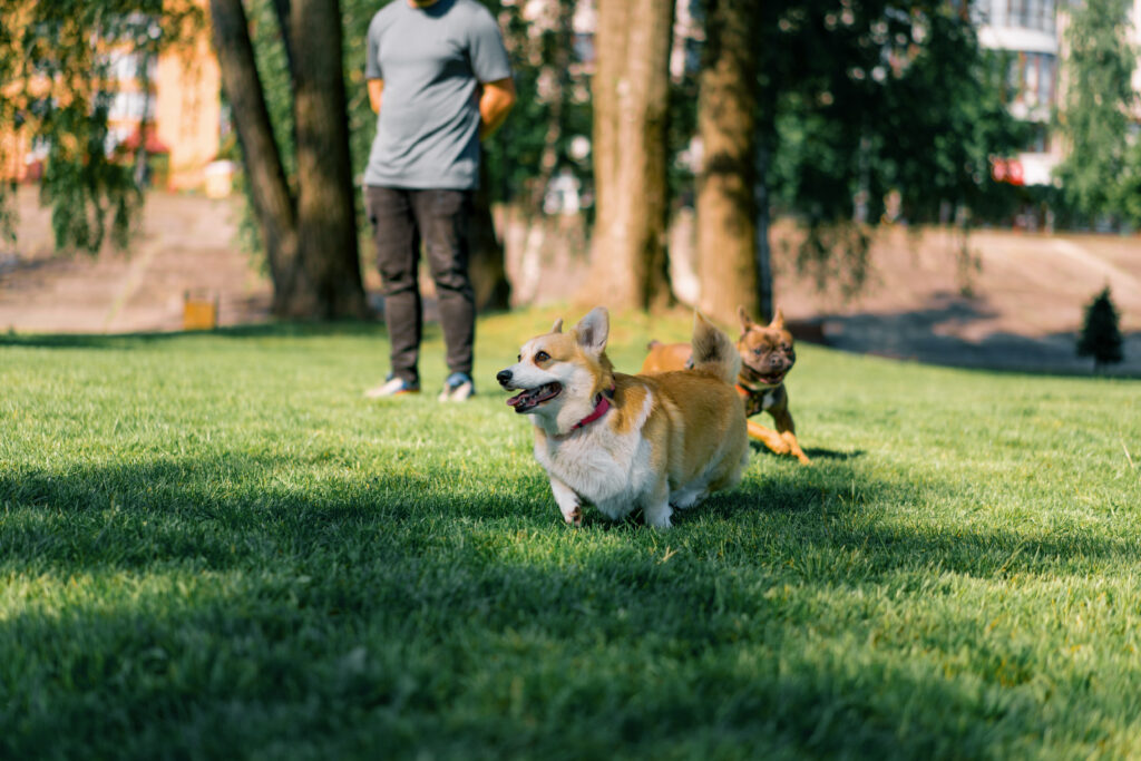 dog park
dogs