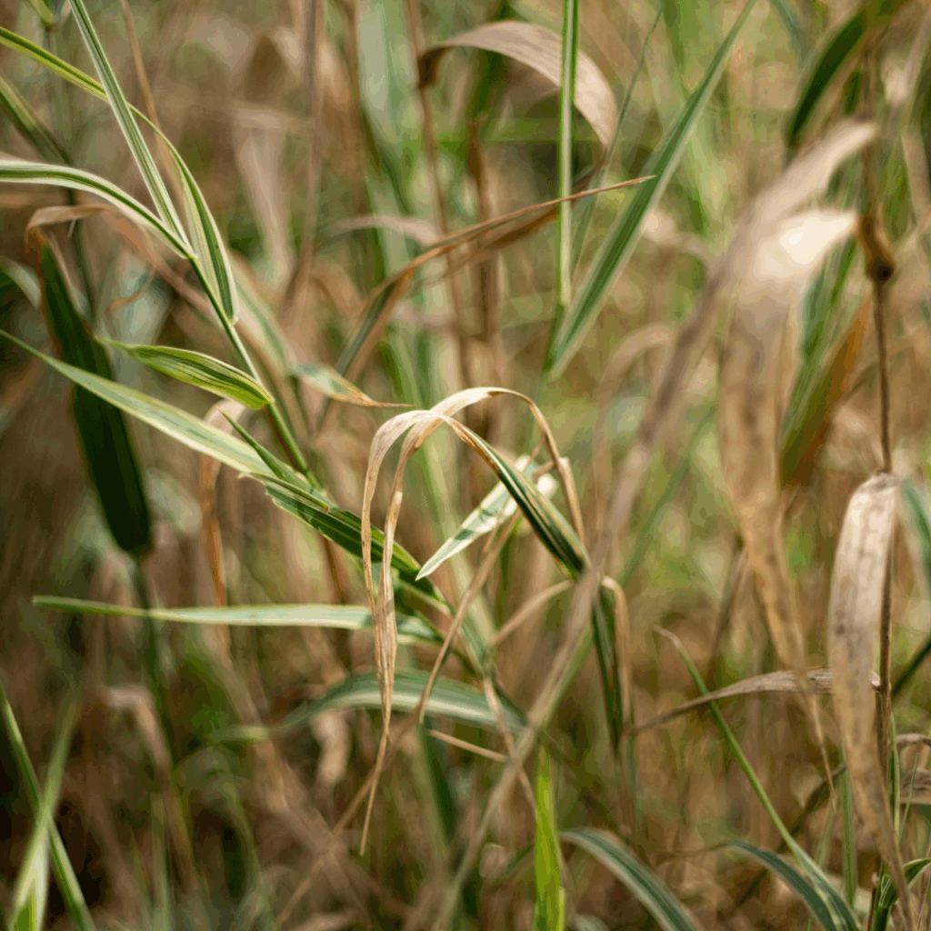 dying grass oxygen landscape. a local landscaping company can help.