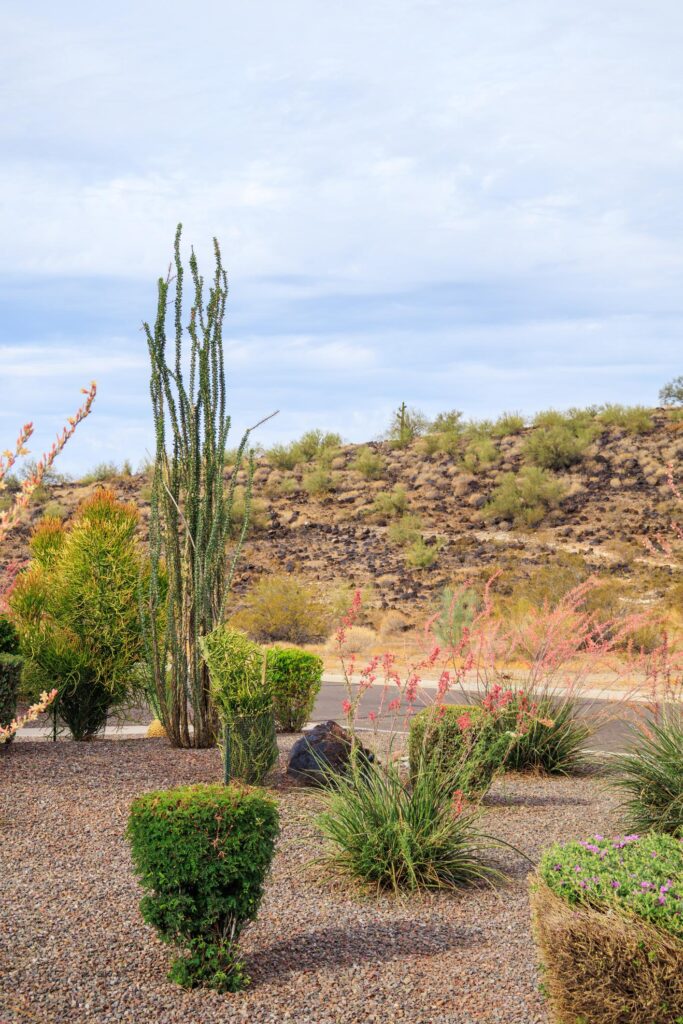 plants and landscaping